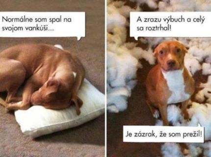 Našťastie prežil :) :)