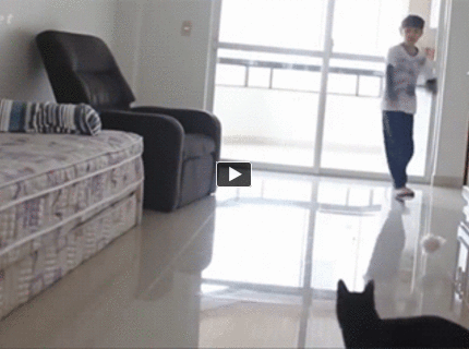 Neskutočný mačací golman :D :)