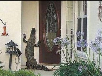 Odchádzaš ráno do práce a pred dverami ťa čaka aligátor :D :D