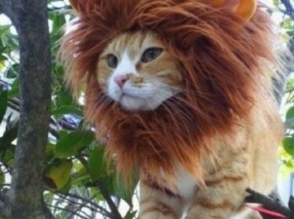 Kráľ džungle!!! :) :D