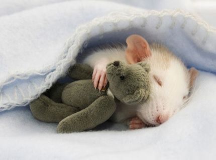 Krysa a jej plyšák :)