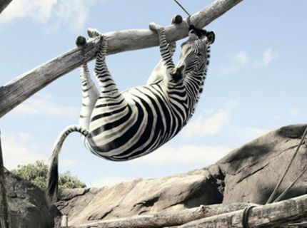 Kurnik, ako som sa sem dostala :) ????