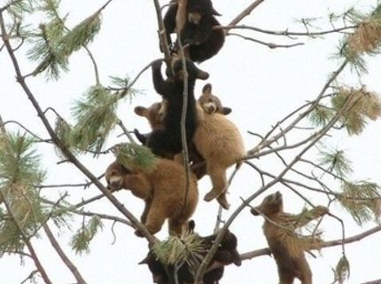 Medvede rastú na stromoch :O