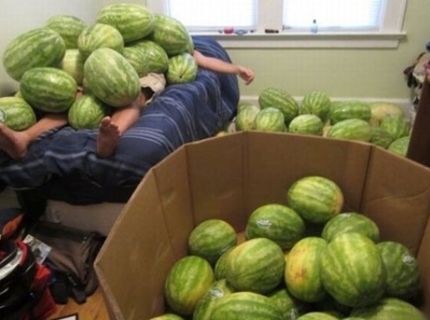 Melón je plný vitamínov :D