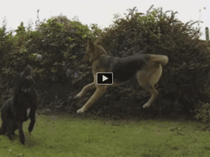 Pes spadol na držku :)