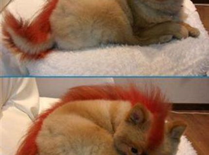 Punkové zvieratko :) :D