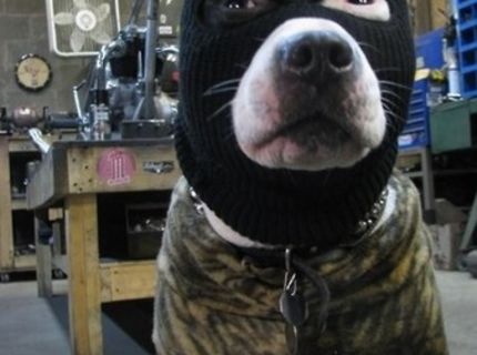 Som maskovaný pes :D