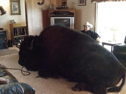 Domáci mazlíček :O