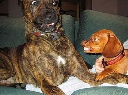 Á doprdele ... Ftefanov SBS-kár O