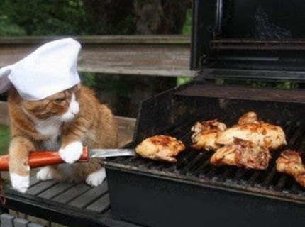 Mačacia grilovačka :D
