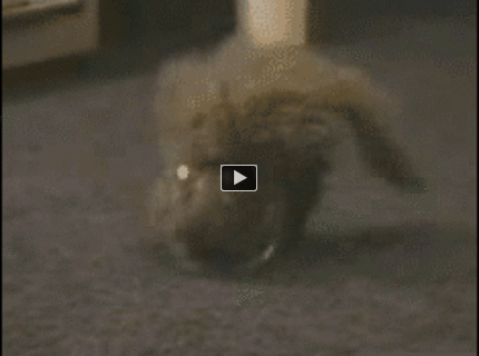 Mačka sa zmestila do malej misy