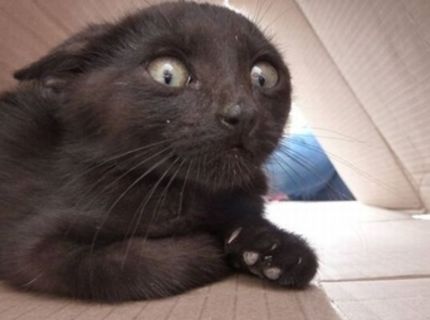 Majk Spirit je akože raper :D :D :D