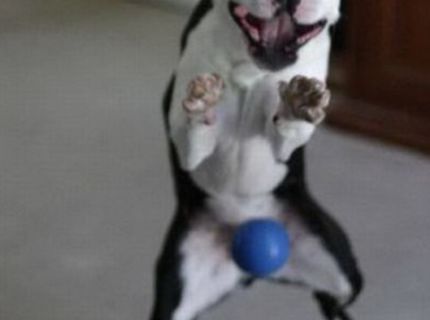 Poskakujem od vzrušenia :D :D