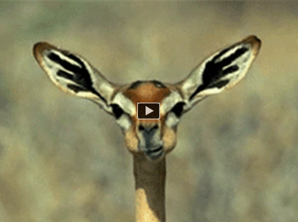 Takto sa prežúva v prírode :D :)