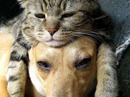 Zapni telku starý :P