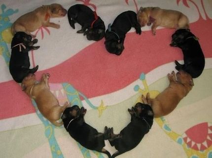 Zvíťazila láska :O