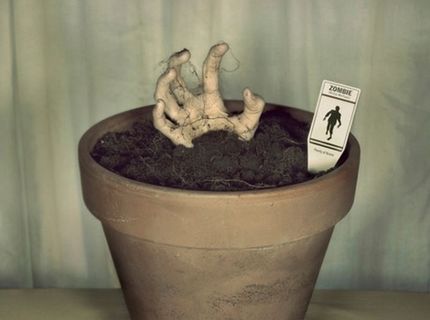 Co z toho vyrastie? :D