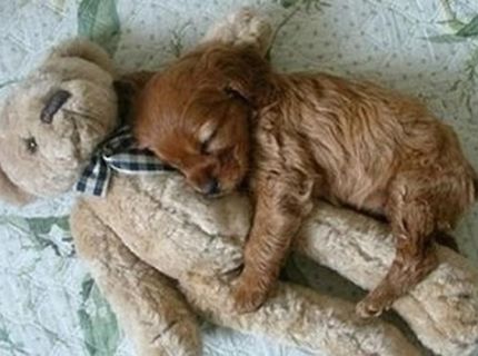 Ktorý z nich je plyšový? :)