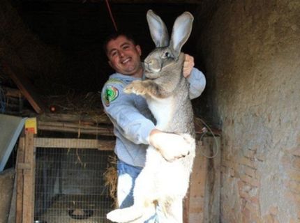 Netradičný zajac :O