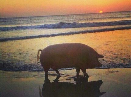 Prasátko na dovolenke :O