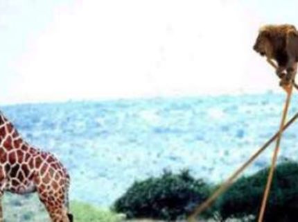 Vynaliezavý lev :D :)