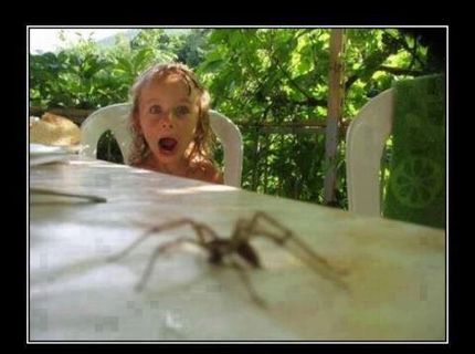 Bojíš sa pavúkov?