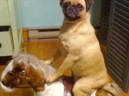 Osedlal som si koníka