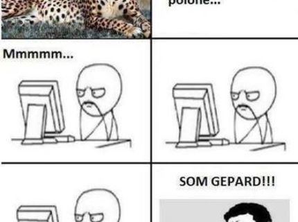 Som gepard