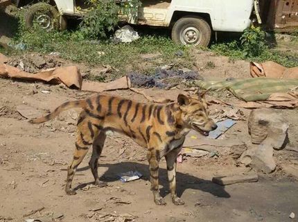 Rozdvojená osobnosť