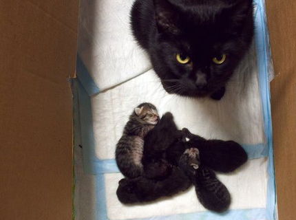 Mačička, ktorá si to môže dovoliť