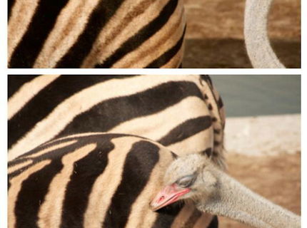 Ou jeee :) Tak toto je poriadne rozkošné :D