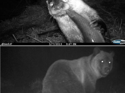 Toto zachytila fotopasca! Vol 1