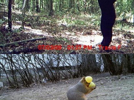 Toto zachytila fotopasca! Vol 2