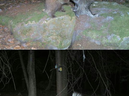 Toto zachytila fotopasca! Vol 3