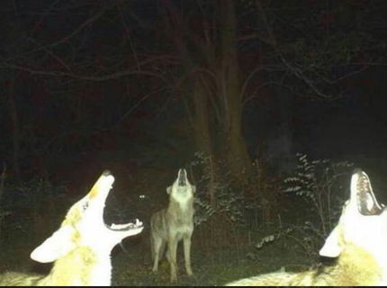 Toto zachytila fotopasca! Vol 4