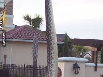 Wau! Toto je hadí rekord!