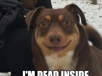 LoL, vyzerá úplne ako vypchatý :D