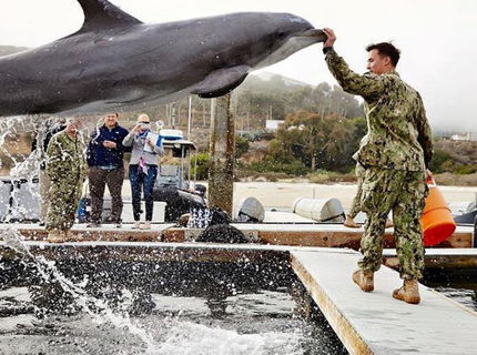 Toto je zabité! Neuveritelna momentka s delfinom