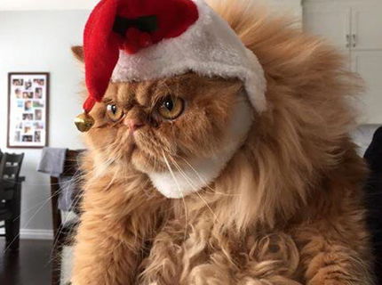 Uprimna vianočna radost vyzera aj takto ... :D