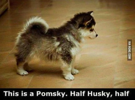 Jeeej ... toto je krásne šteniatko :D