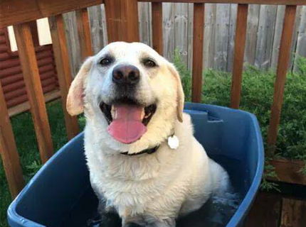 Ako zistíte, že máte origos labradora :D