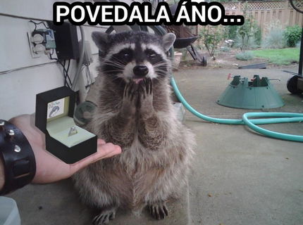 Toto je rozkošné! :) Povedala áno