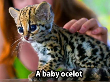 Jeeeej...roztomilééé :D