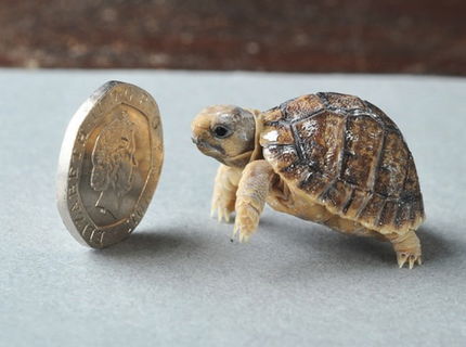 Rozkošné, toto je najmenšia korytnačka