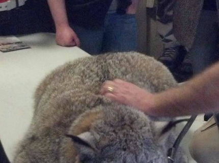 Tejto mačičke nic dobre z oci nekuka:D