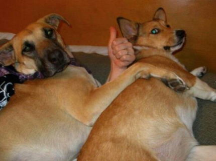 WTF?? Pes s ľudskou rukou? :D