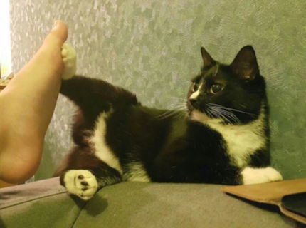 Give me five ala cica :) Zábavna foto, ktoru musis vidiet :D