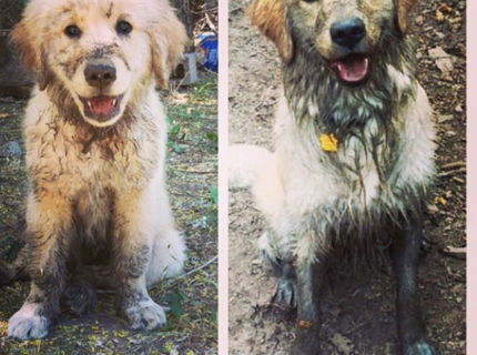 Krásne... psík ako šteniatko a po roku.. žiaden rozdiel :D