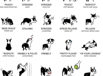 Spoznajte reč psa! Toto je super post :)