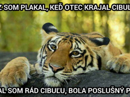 Viete kedy tiger place? :D